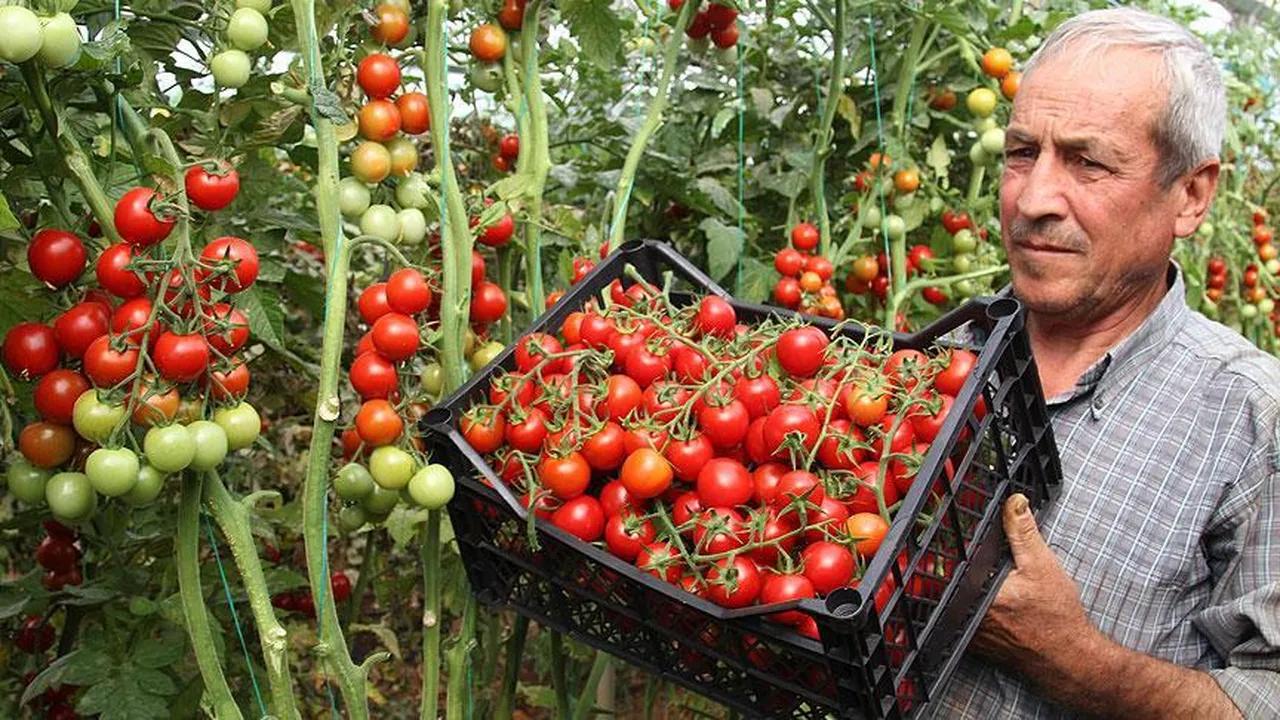 Tarladan sofraya 'soygun'u Bakanlık ifşa etti! Tarlada 50, rafta 250