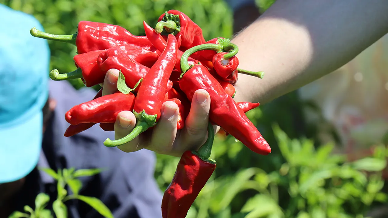 Tarladan sofraya 'soygun'u Bakanlık ifşa etti! Tarlada 50, rafta 250