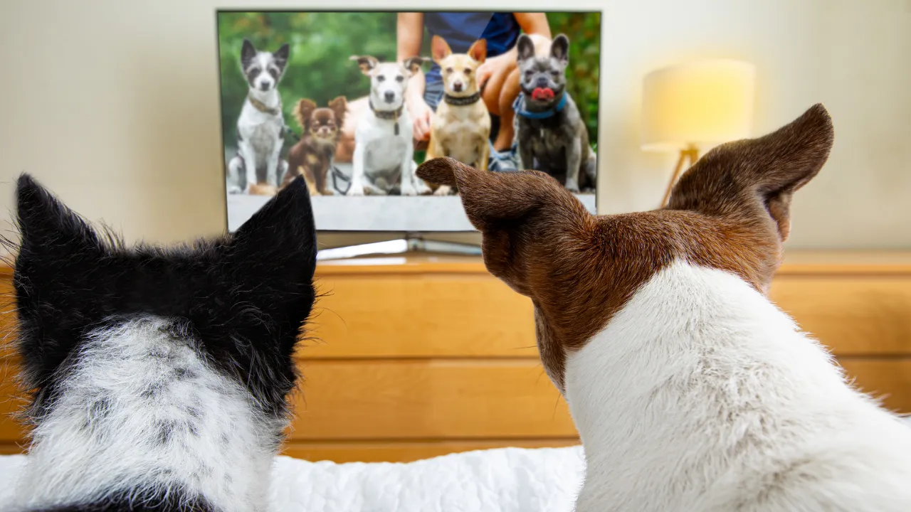 Ünlü teknoloji devi müjdeyi verdi! Kedi ve köpeklere özel kanal açıldı 