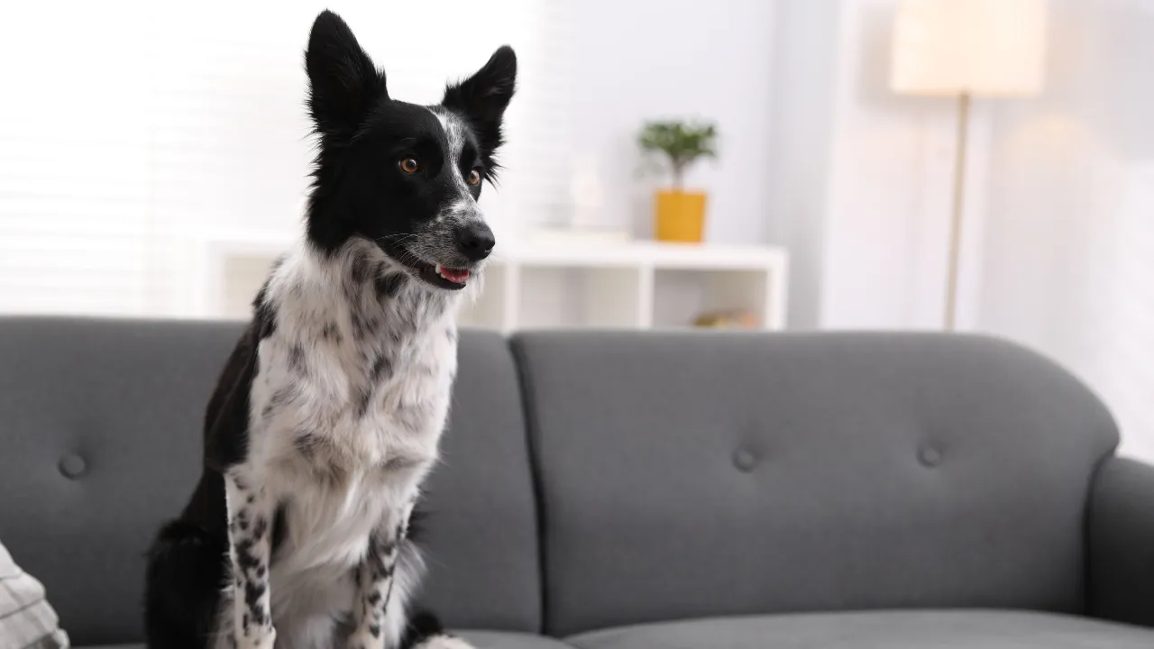 Ünlü teknoloji devi müjdeyi verdi! Kedi ve köpeklere özel kanal açıldı