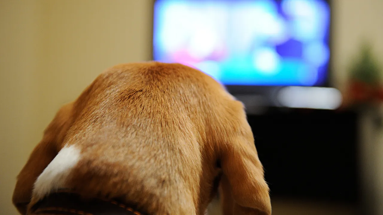 Ünlü teknoloji devi müjdeyi verdi! Kedi ve köpeklere özel kanal açıldı