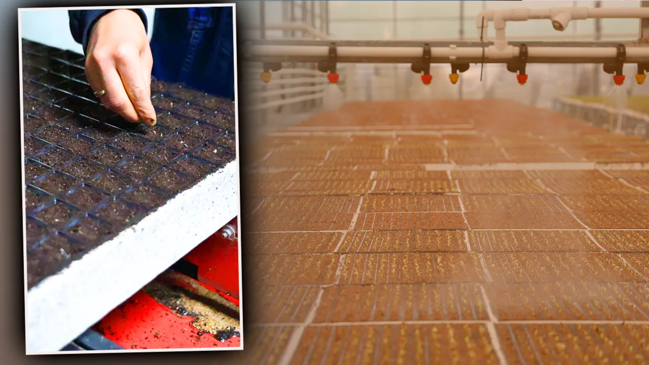 20 günde üretiliyor! 10 bin metrekarede 8 çeşit var