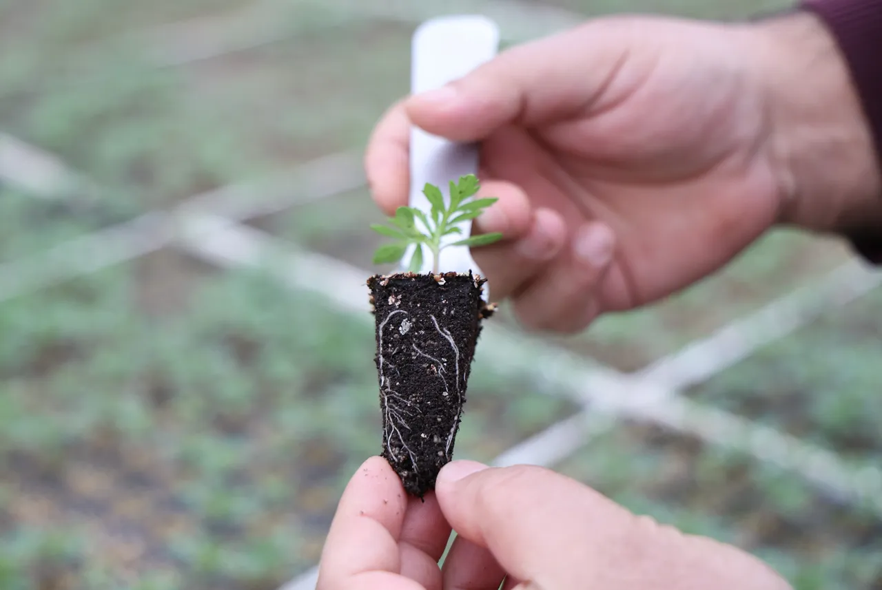 20 günde üretiliyor! 10 bin metrekarede 8 çeşit var
