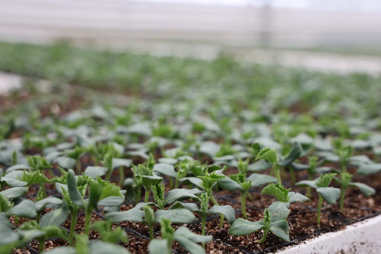 20 günde üretiliyor! 10 bin metrekarede 8 çeşit var