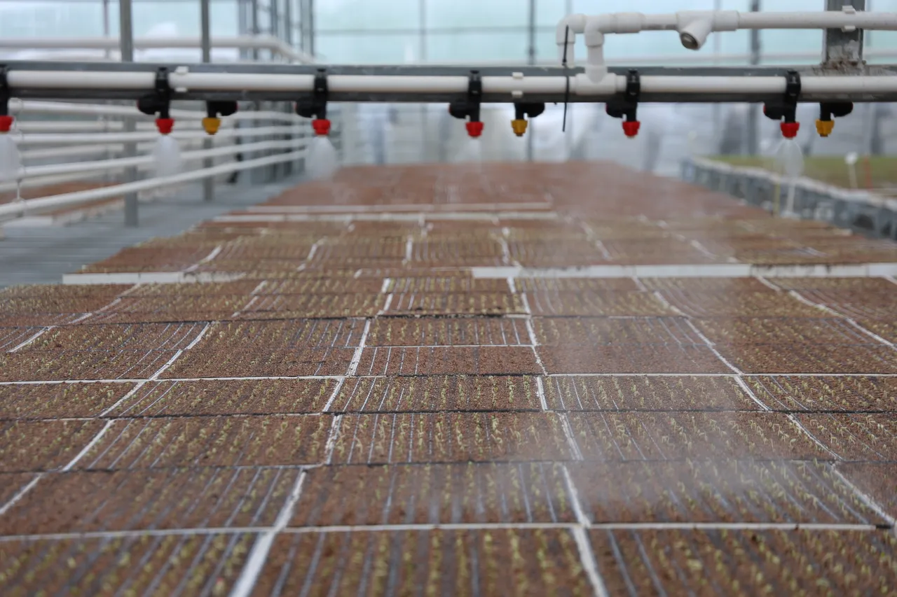 20 günde üretiliyor! 10 bin metrekarede 8 çeşit var