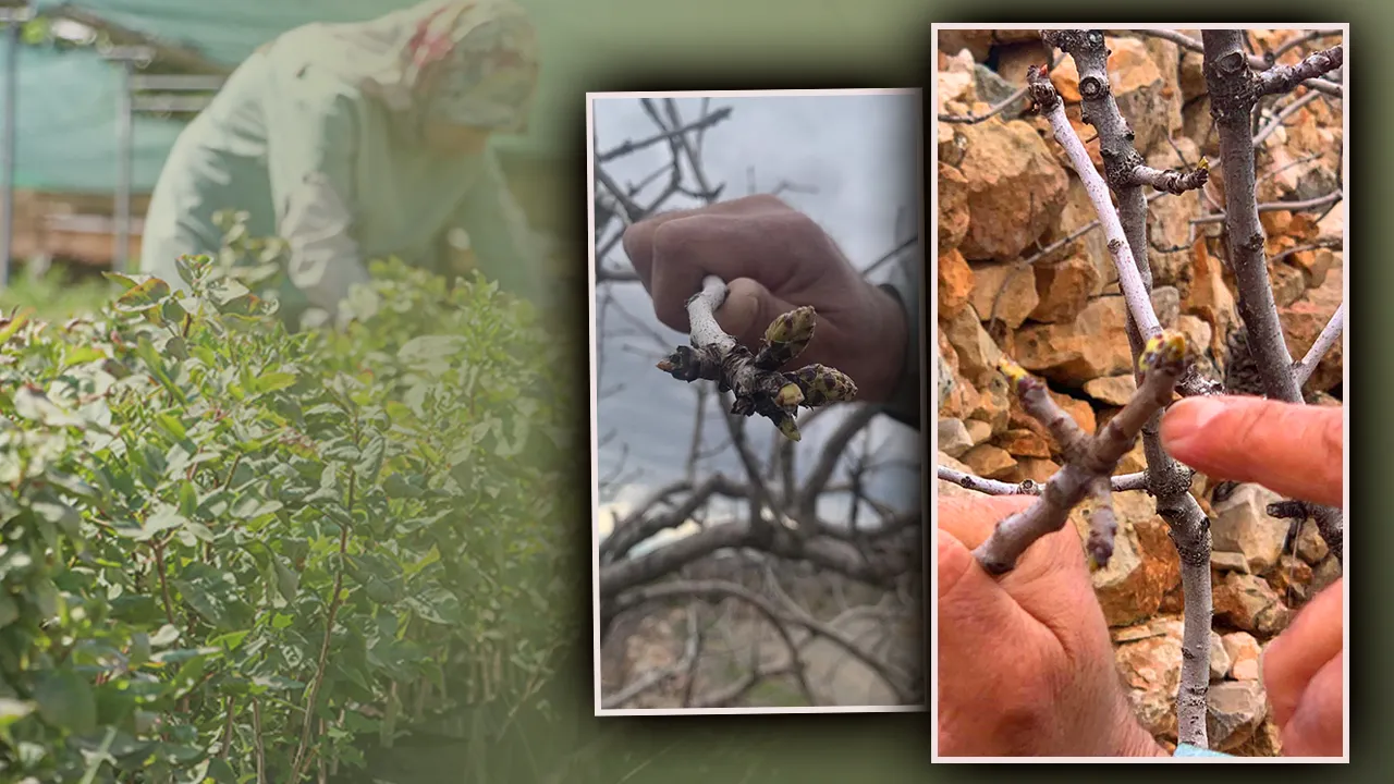 Anadolu’nun ‘yeşil altını’ uyandı! Gaziantep’te 42 milyon ağacı var, kuraklık gitti çiftçinin umudu geri geldi 