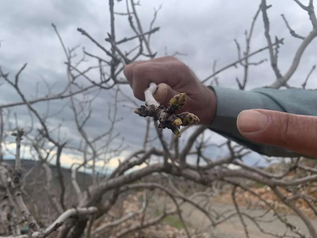 Anadolu’nun ‘yeşil altını’ uyandı! Gaziantep’te 42 milyon ağacı var, kuraklık gitti çiftçinin umudu geri geldi