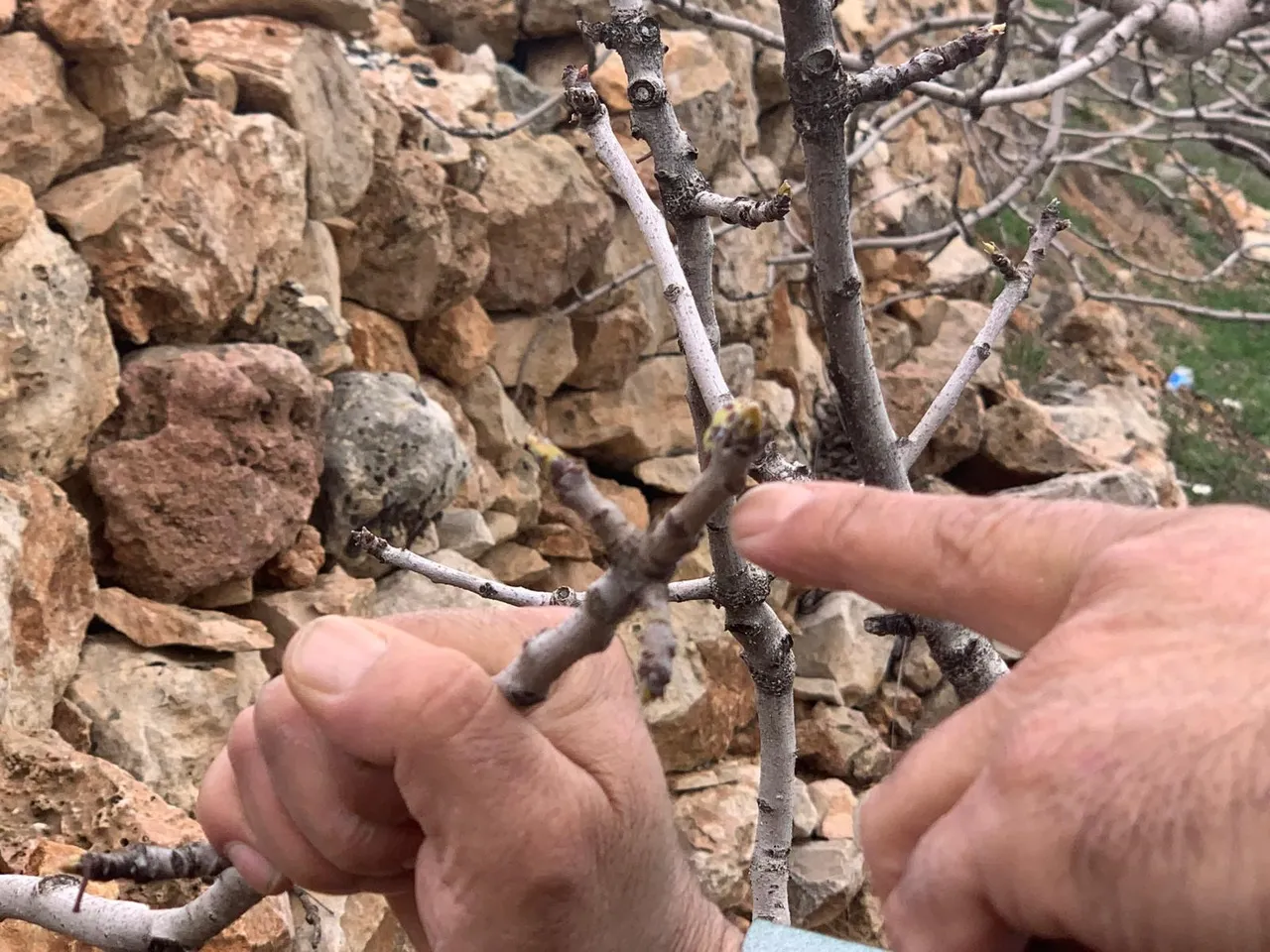 Anadolu’nun ‘yeşil altını’ uyandı! Gaziantep’te 42 milyon ağacı var, kuraklık gitti çiftçinin umudu geri geldi