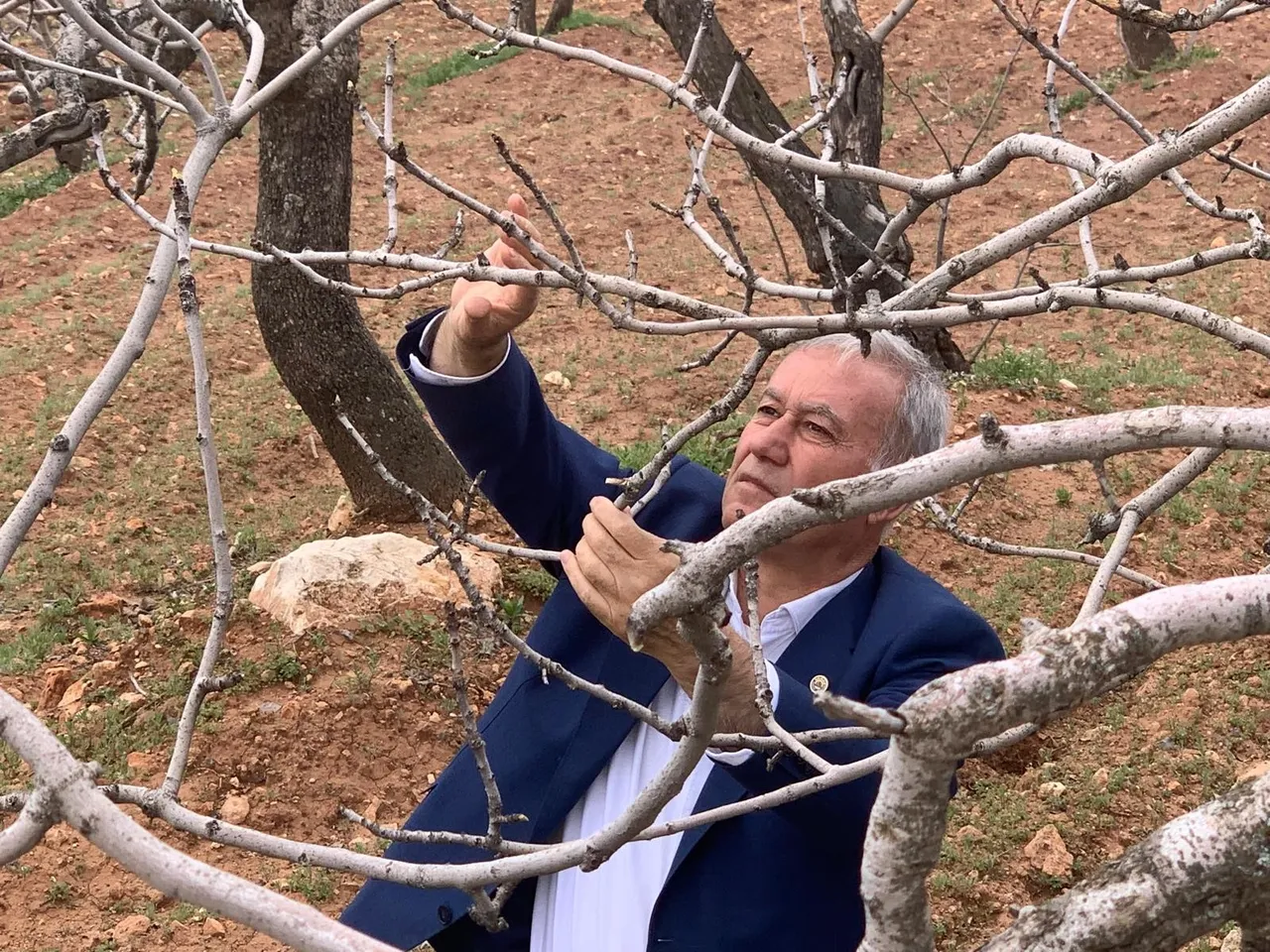 Anadolu’nun ‘yeşil altını’ uyandı! Gaziantep’te 42 milyon ağacı var, kuraklık gitti çiftçinin umudu geri geldi