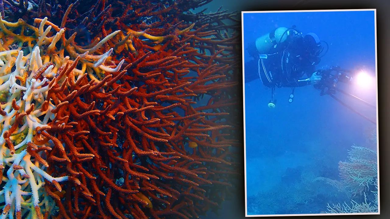 Marmara’dan Hayırsız Ada'ya uzanıyor! 2 yıl sürecek, denizlerin ciğerini yeşillendirecek proje 
