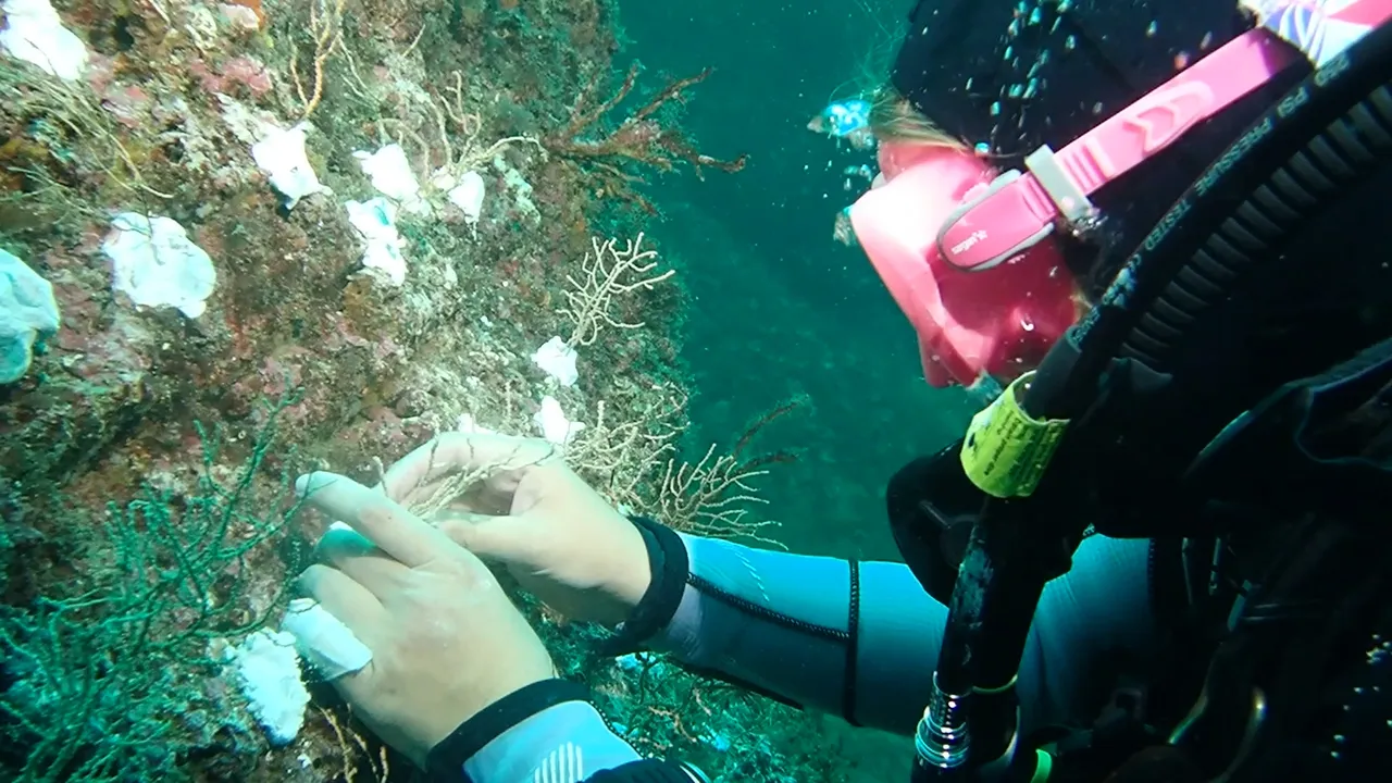 Marmara’dan Hayırsız Adaya uzanıyor! 2 yıl sürecek, denizlerin ciğerini yeşillendirecek proje