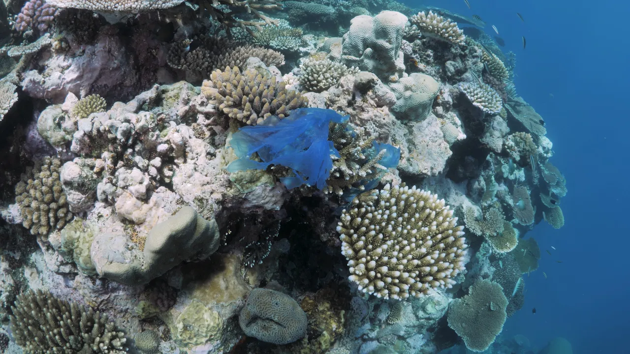 Marmara’dan Hayırsız Adaya uzanıyor! 2 yıl sürecek, denizlerin ciğerini yeşillendirecek proje