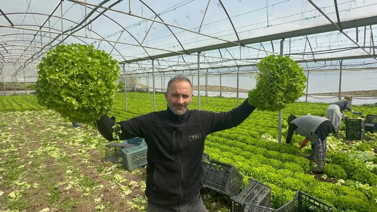 Tarlada 30, tezgahta 80 lira! Marulda altın dönem, Geçen yıl elden çıkmıyordu, bu yıl kapış kapış gidiyor