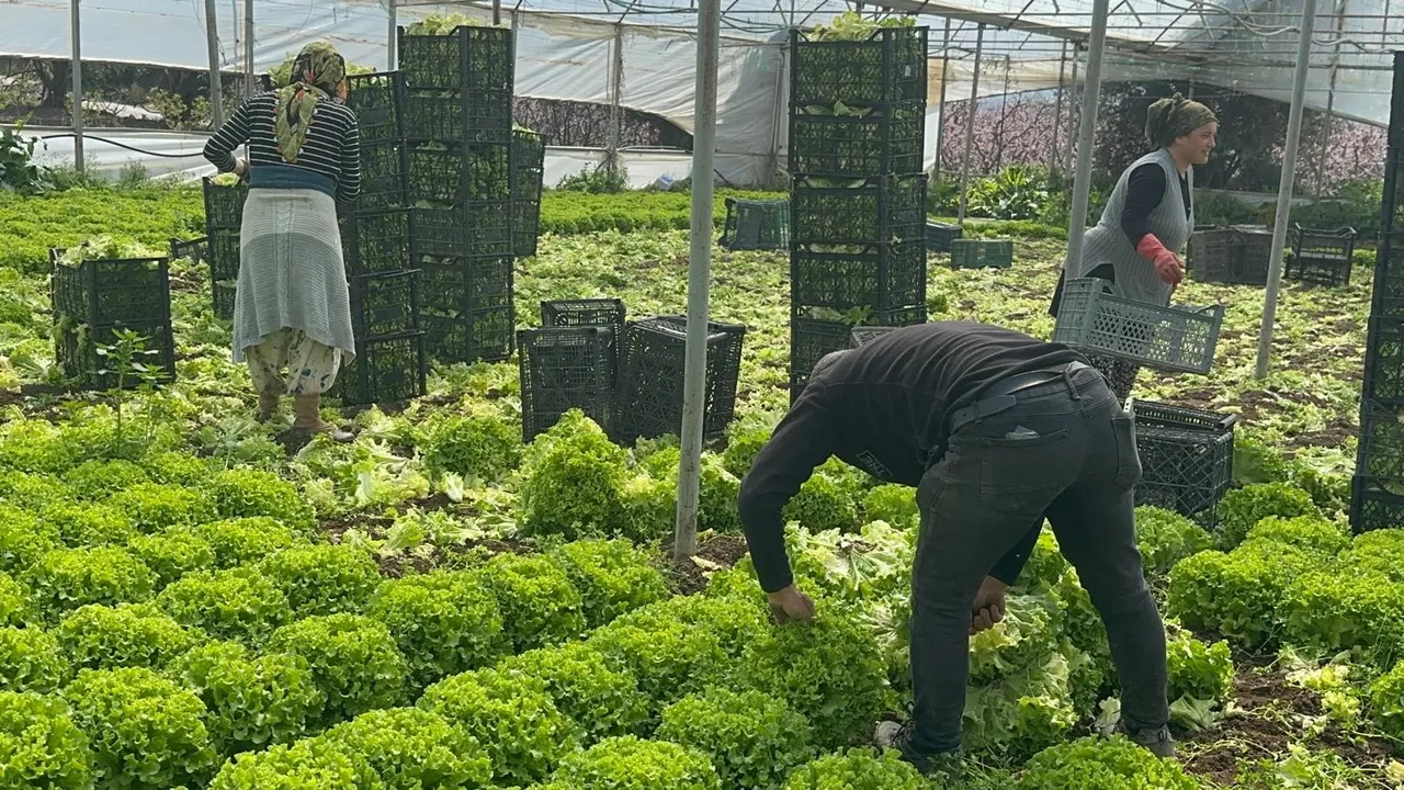 Tarlada 30, tezgahta 80 lira! Marulda altın dönem, Geçen yıl elden çıkmıyordu, bu yıl kapış kapış gidiyor