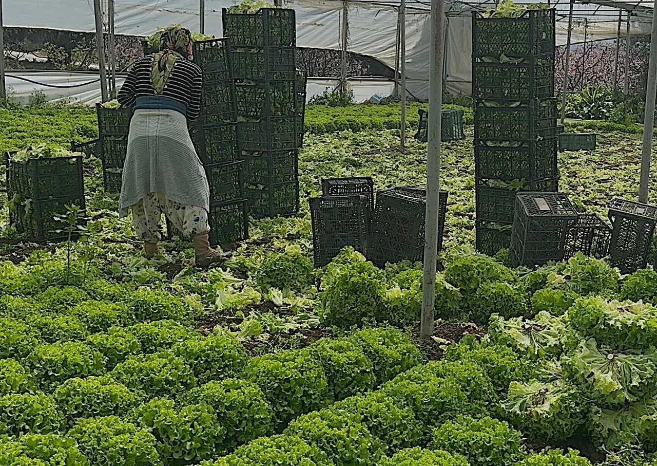 Tarlada 30, tezgahta 80 lira! Marulda altın dönem, Geçen yıl elden çıkmıyordu, bu yıl kapış kapış gidiyor