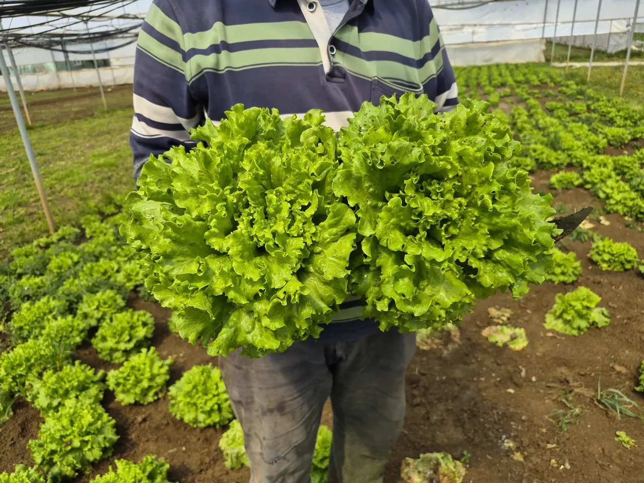 Tarlada 30, tezgahta 80 lira! Marulda altın dönem, Geçen yıl elden çıkmıyordu, bu yıl kapış kapış gidiyor