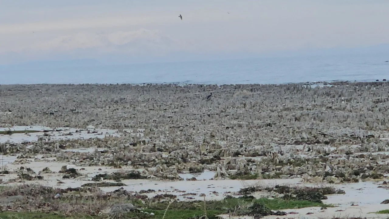 Van Gölünde sular çekildi, kuraklık alarm verdi! Mikrobiyalitler gün yüzüne çıktı