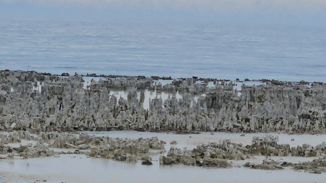 Van Gölünde sular çekildi, kuraklık alarm verdi! Mikrobiyalitler gün yüzüne çıktı