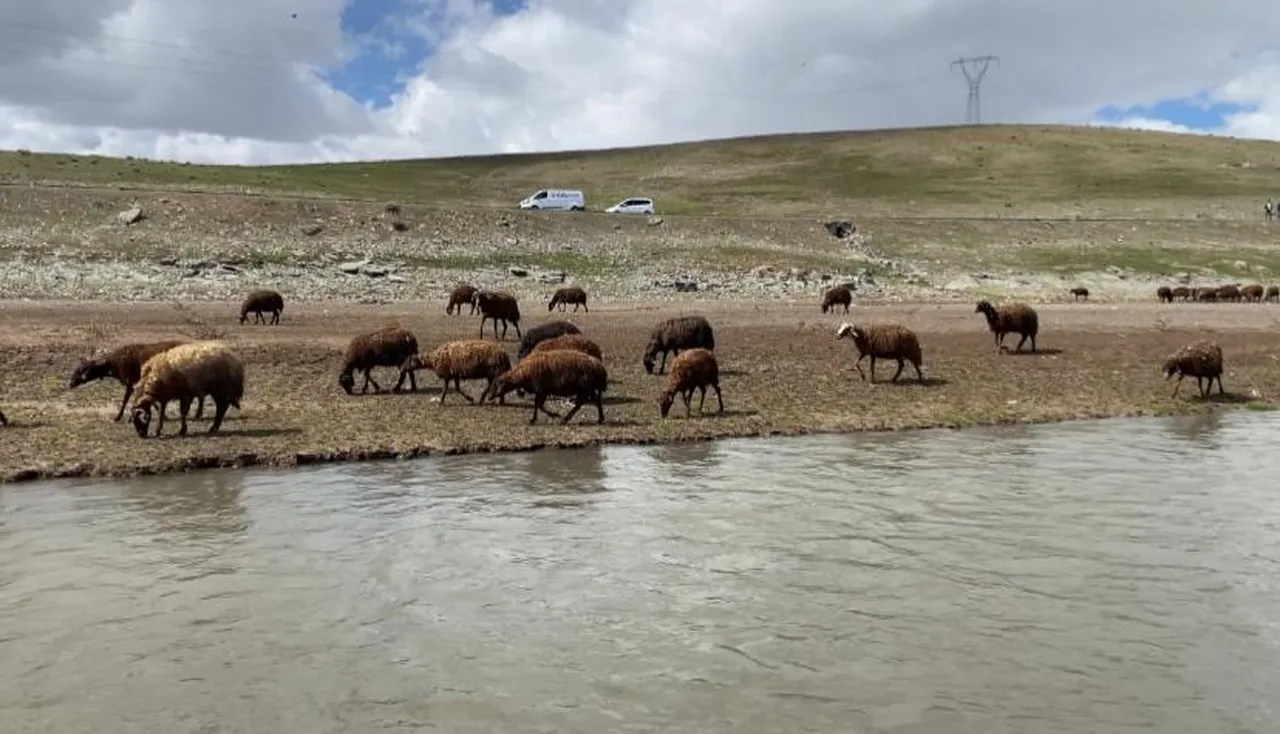 Besiciler dertli! 120 bin lira maaşla çalışacak çoban bulunamıyor
