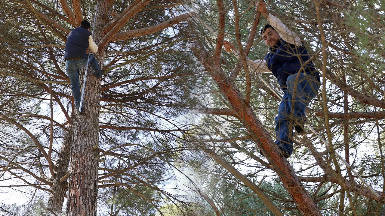 Kilosu 3 bin, yevmiyeleri 3 bin 500 lira! Ekmek parası için komando gibi ağaçlara tırmanıyorlar