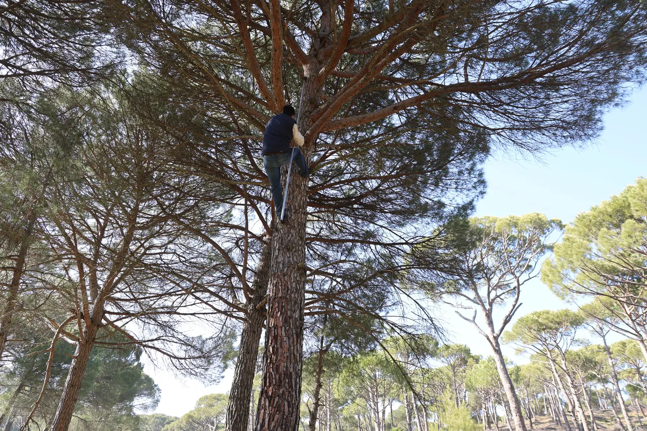 Kilosu 3 bin, yevmiyeleri 3 bin 500 lira! Ekmek parası için komando gibi ağaçlara tırmanıyorlar