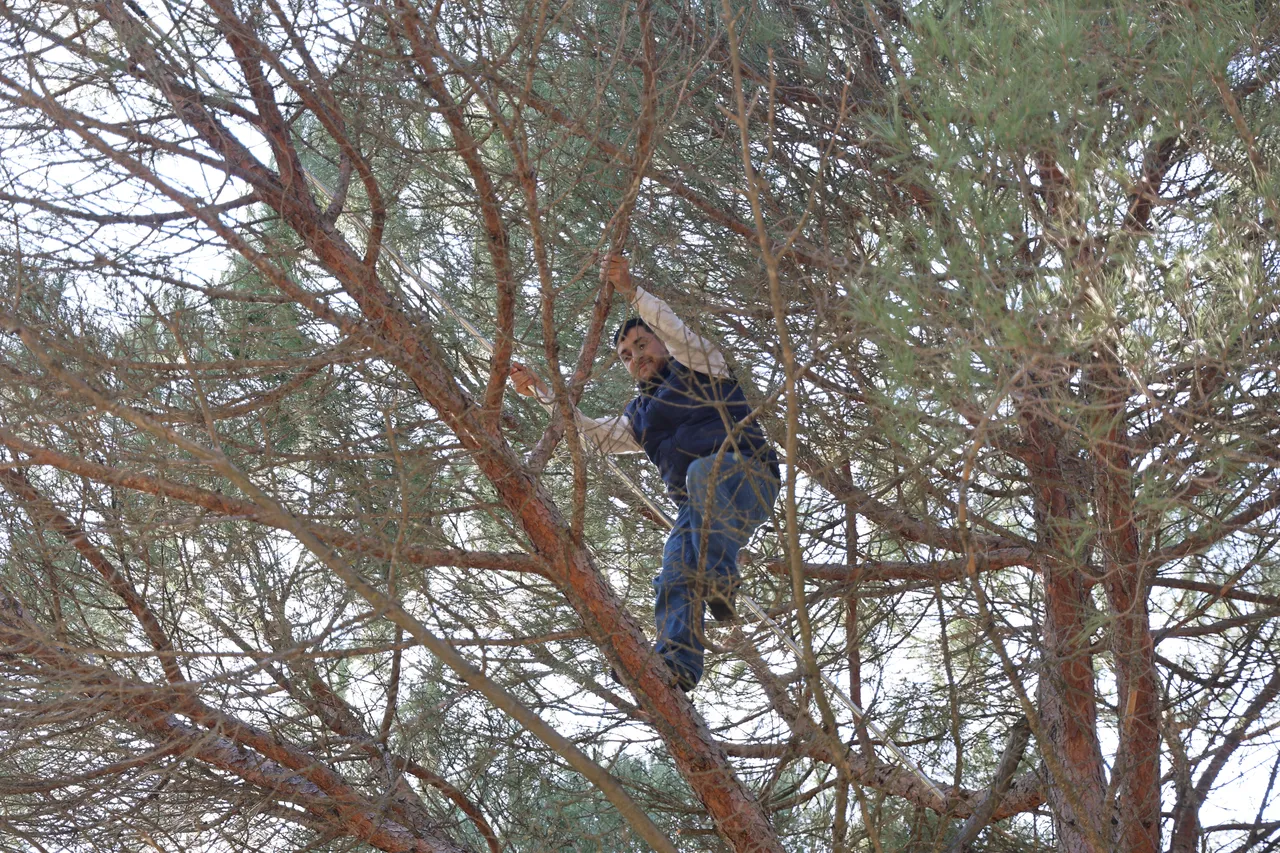 Kilosu 3 bin, yevmiyeleri 3 bin 500 lira! Ekmek parası için komando gibi ağaçlara tırmanıyorlar