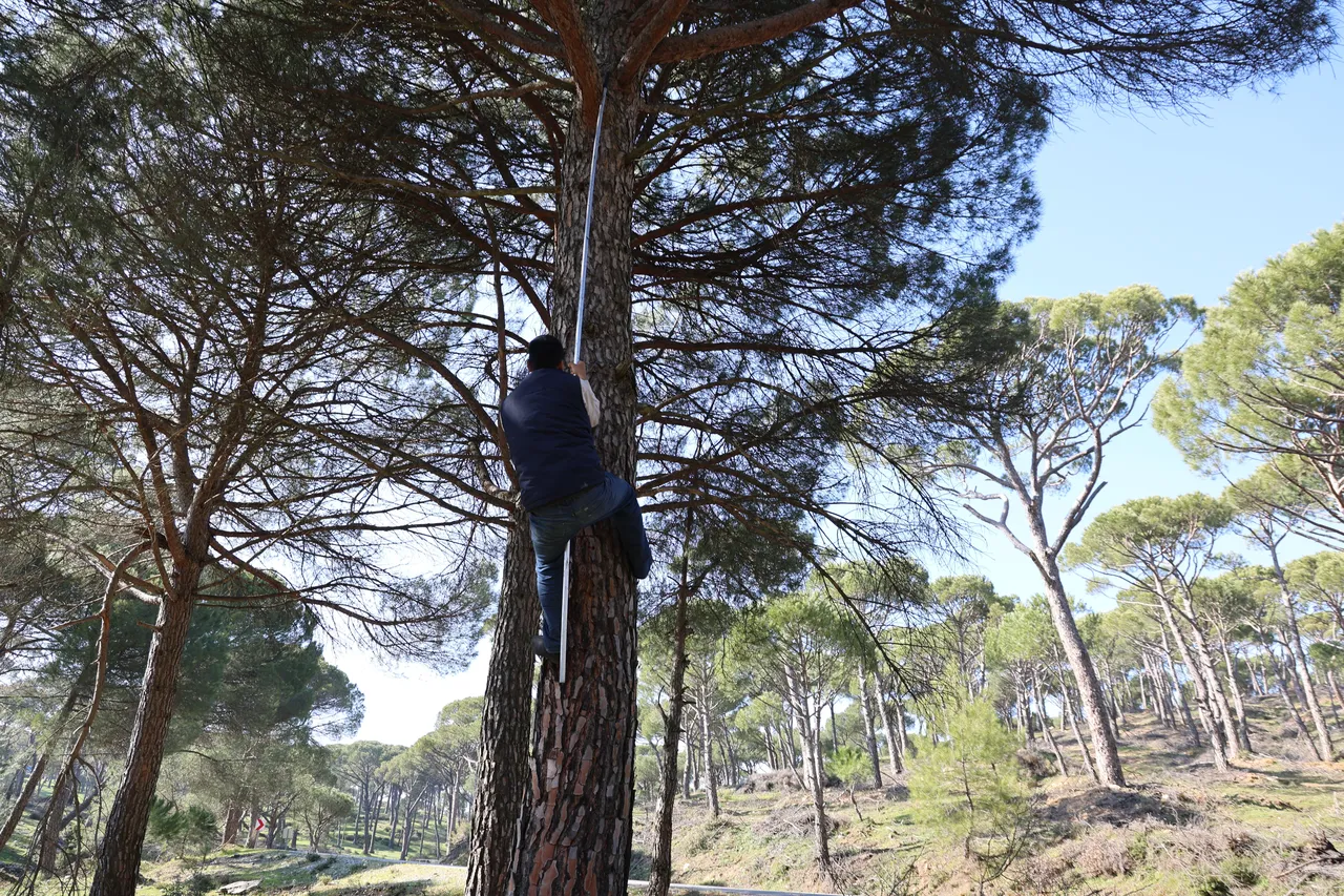 Kilosu 3 bin, yevmiyeleri 3 bin 500 lira! Ekmek parası için komando gibi ağaçlara tırmanıyorlar