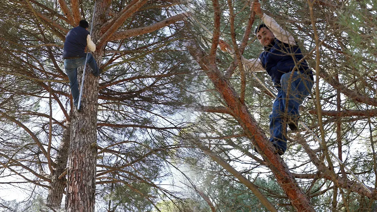 KİLOSU 3 BİN, YEVMİYE 3.500 TL!