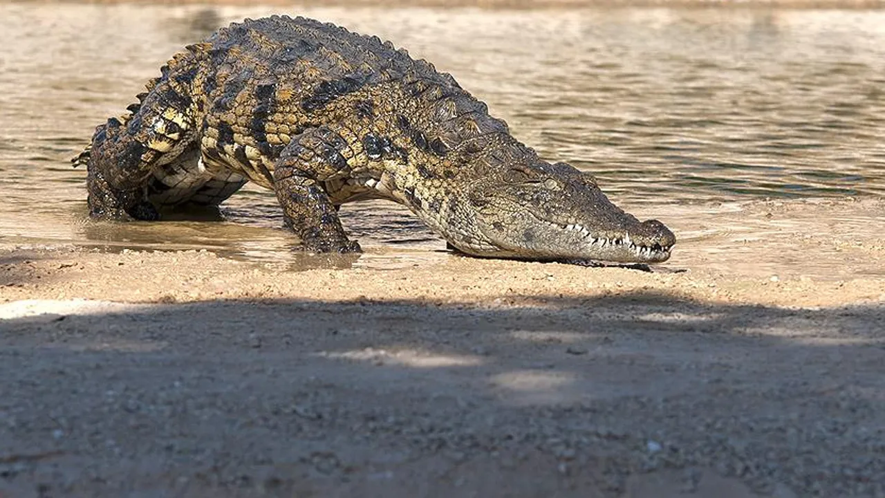 Sınırı korumak için ilginç yöntem: Yılan ve timsah iddiası