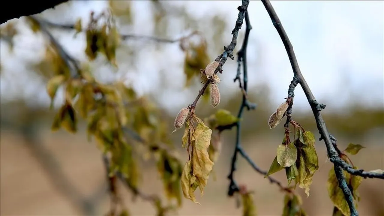 Çiftçinin kâbusu geri dönüyor! Geçen yıl 36 ili sardı, bu yıl yine kapıda! Zirai don için tarih verildi