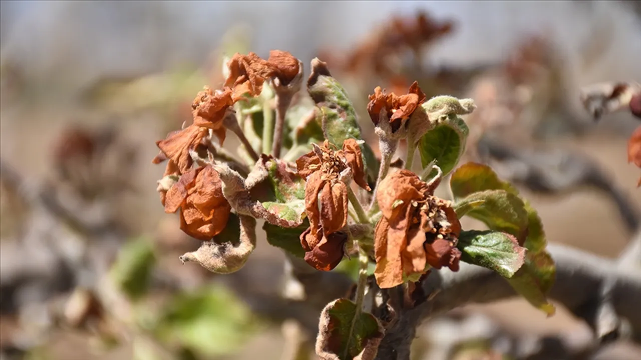 Çiftçinin kâbusu geri dönüyor! Geçen yıl 36 ili sardı, bu yıl yine kapıda! Zirai don için tarih verildi