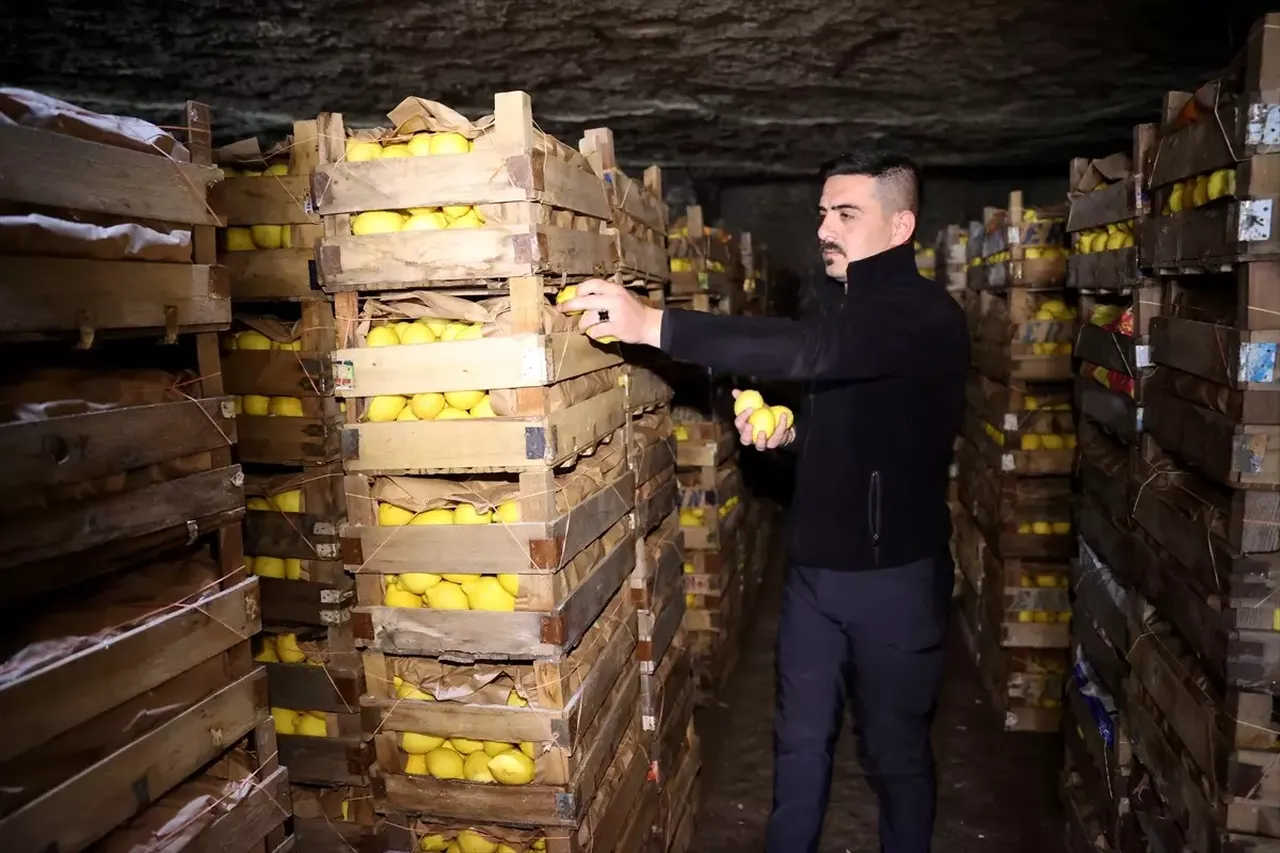 Hasadı Mersin, deposu Nevşehir’de! 66 yıllık mağarada saklanan limonlar 3047 nüfuslu beldenin gelir kapısı oldu