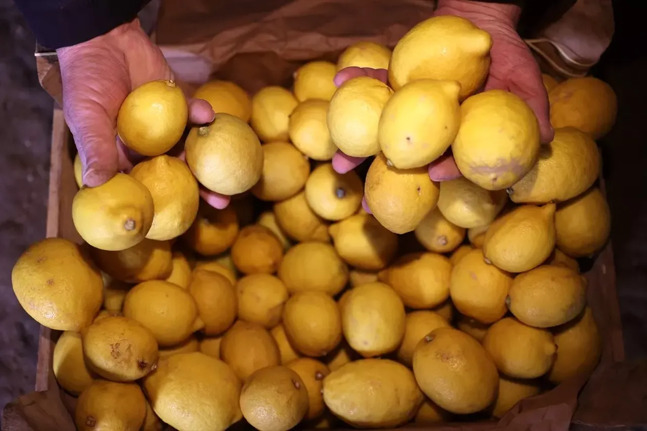 Hasadı Mersin, deposu Nevşehir’de! 66 yıllık mağarada saklanan limonlar 3047 nüfuslu beldenin gelir kapısı oldu