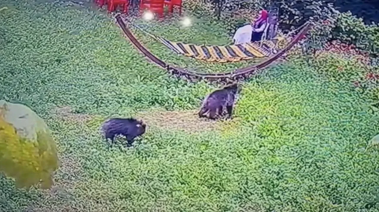 Karabük'te bahçeye giren yavru ayıların yiyecek arayışı kamerada