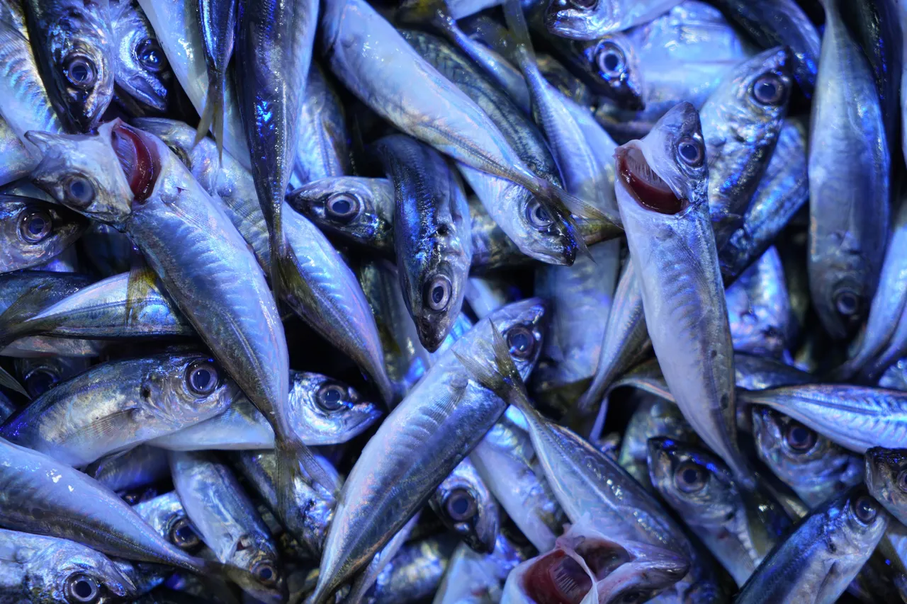 Kilosu 70 TL! İşte tezgahların en ucuz balığı