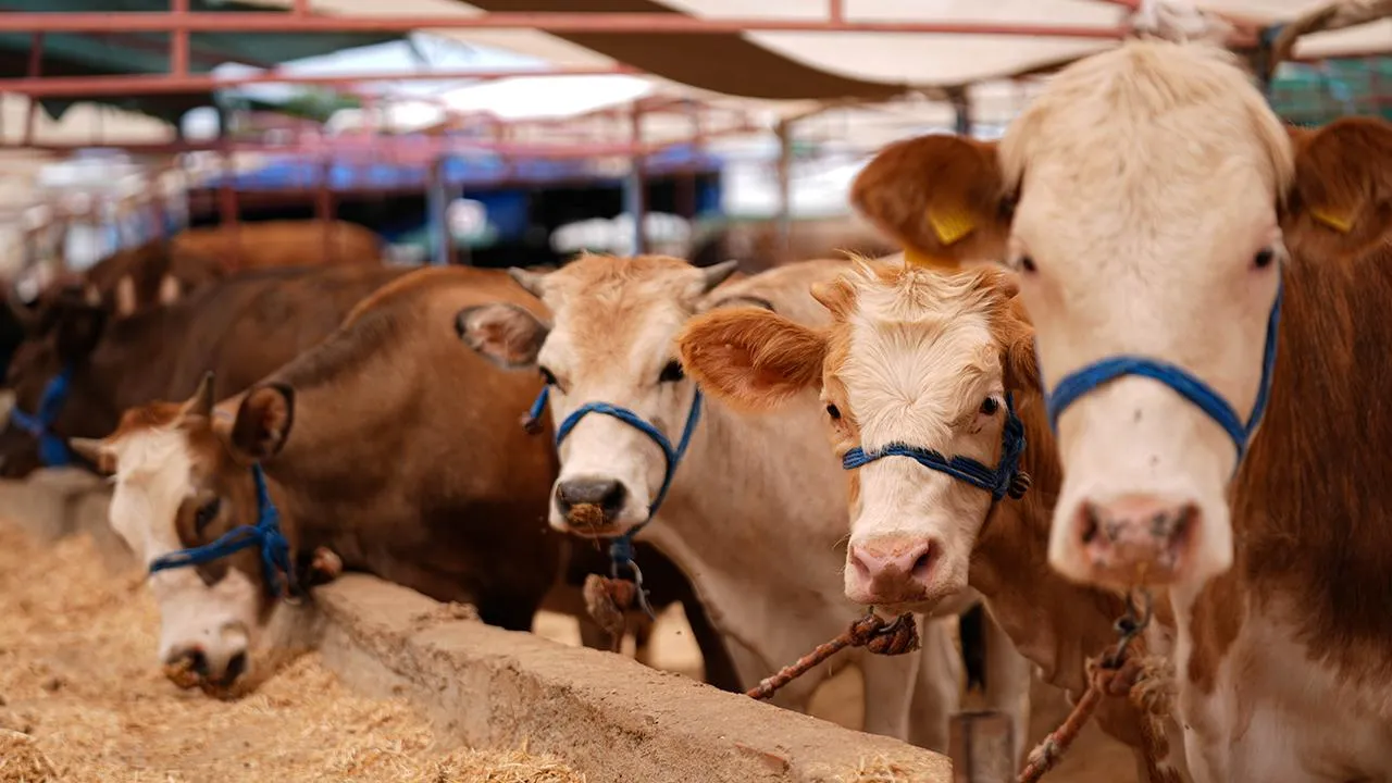 Kurbanlık fiyatları belli oldu! 