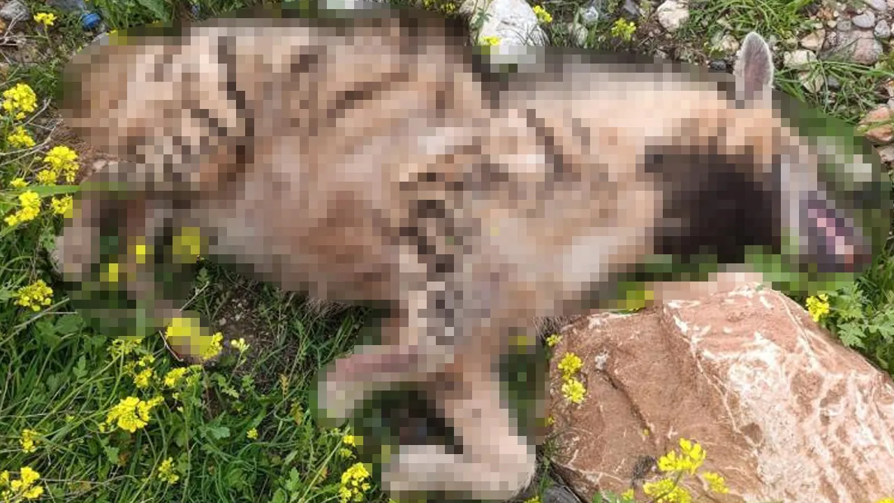 Şanlıurfa'da çizgili sırtlan yol ortasında ölü bulundu