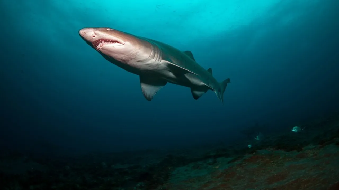 Şaşırtan araştırma! Ünlü tatil cennetindeki köpek balıklarında uyuşturucu çıktı