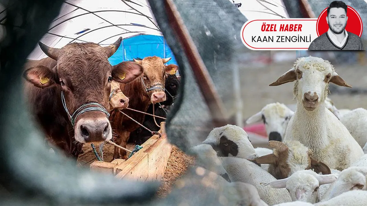 Tarla-market makası hayvan pazarında: Kurbanlık fiyatını nakliye yükseltti