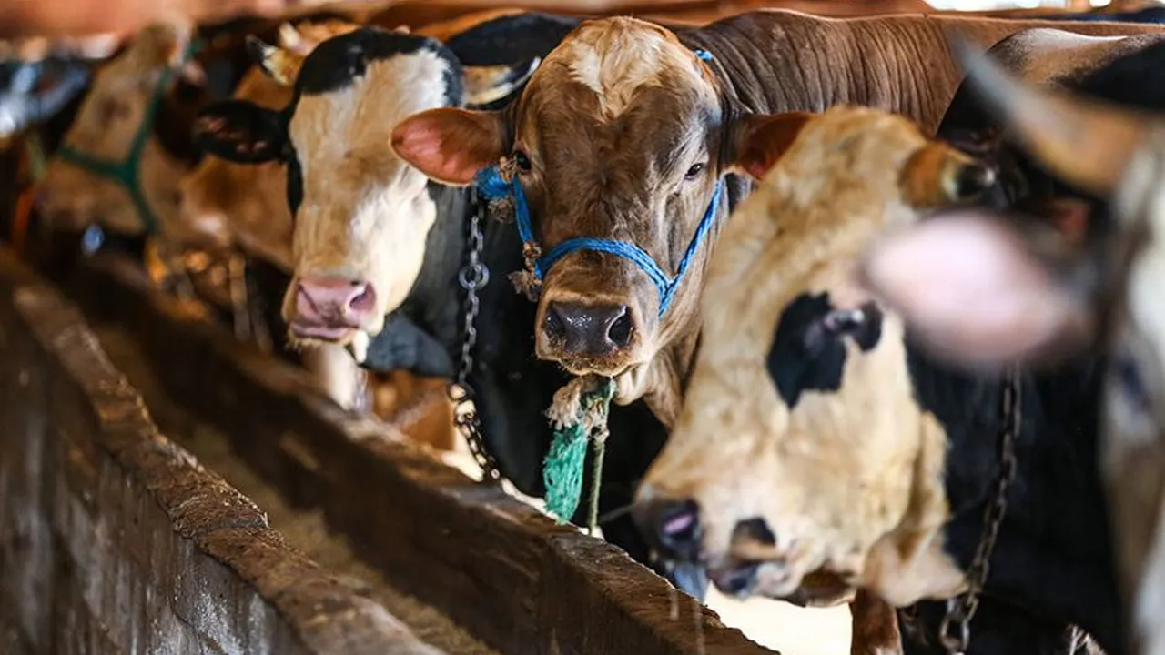 Tarla-market makası hayvan pazarında: Kurbanlık fiyatını nakliye yükseltti