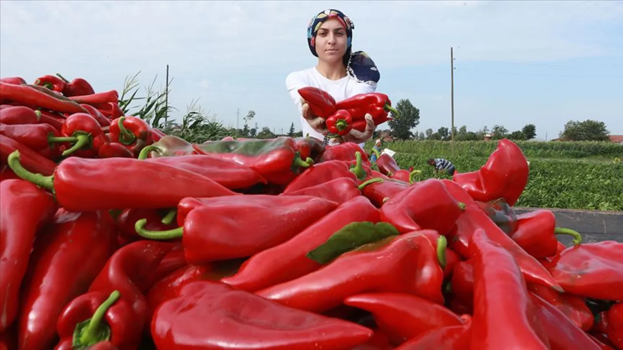 Tarladan 7 liraya çıktı, rafta 200 liraya uçtu! Ticaret Bakanlığı biber 'vurgununu' paylaştı