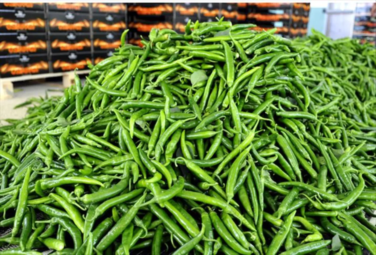 Tarladan 7 liraya çıktı, rafta 200 liraya uçtu! Ticaret Bakanlığı biber 'vurgununu' paylaştı