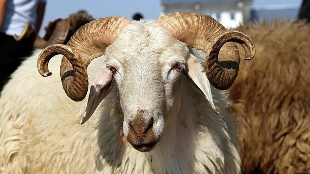 Yüzde 46 zamlandı! Kurbanlık fiyatları belli oldu