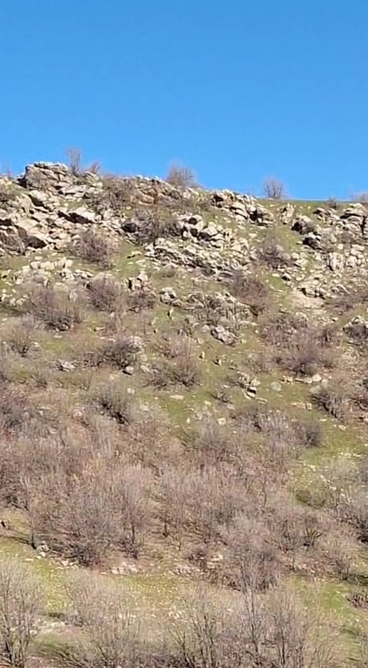 940 bin cezası var! Diyarbakır’da sayısı artıyor, yılda tek yavru doğuran dağ keçileri koruma altında