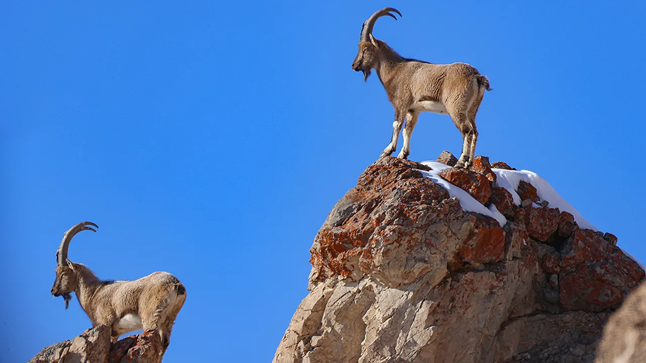 940 bin cezası var! Diyarbakır’da sayısı artıyor, yılda tek yavru doğuran dağ keçileri koruma altında