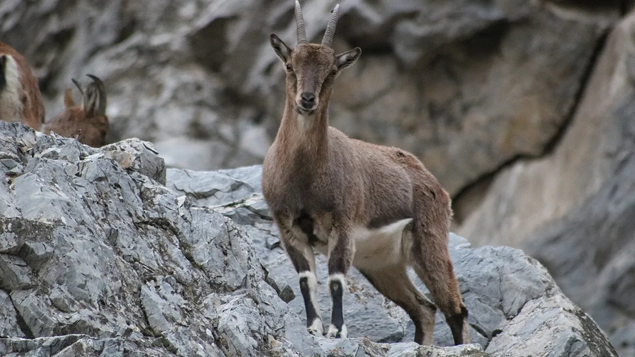 940 bin cezası var! Diyarbakır’da sayısı artıyor, yılda tek yavru doğuran dağ keçileri koruma altında
