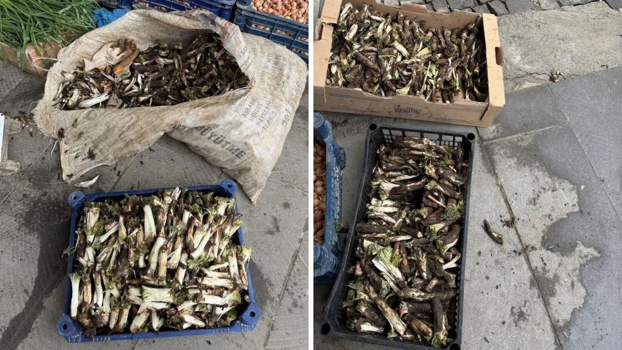 Doğada kendi kendine yetişiyor! İsteyen yemek, isteyen turşu, isteyen de sakız yapıyor: Kilosu 250 TL