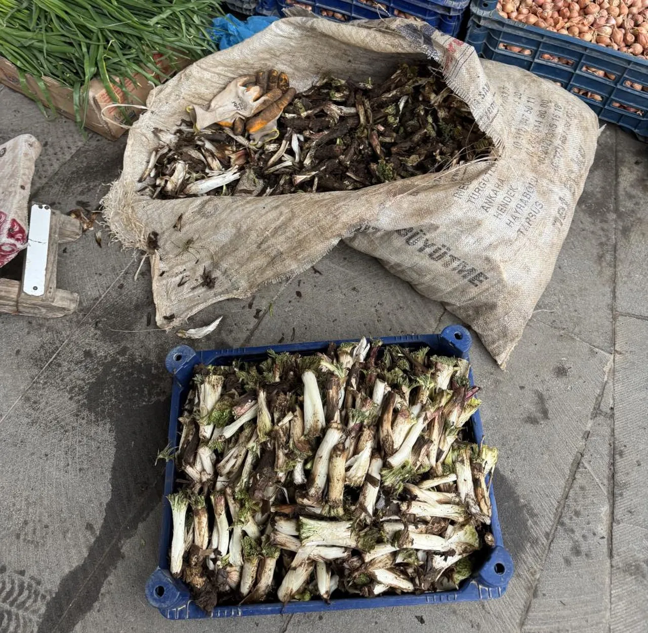 Doğada kendi kendine yetişiyor! İsteyen yemek, isteyen turşu, isteyen de sakız yapıyor: Kilosu 250 TL