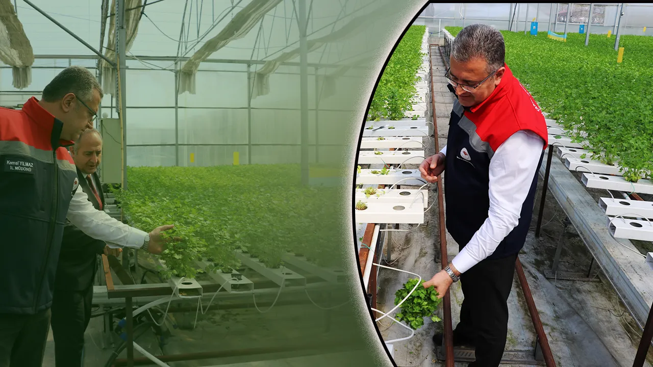 Hasadı başladı! 3 ay önce ekildi, 7,5 kat daha fazla verim aldıran yöntem 