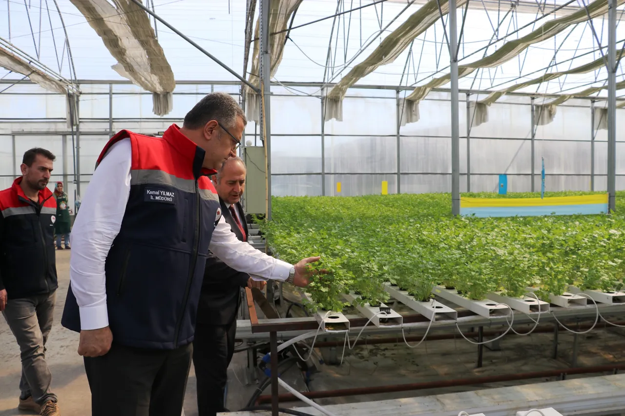 Hasadı başladı! 3 ay önce ekildi, 7,5 kat daha fazla verim aldıran yöntem